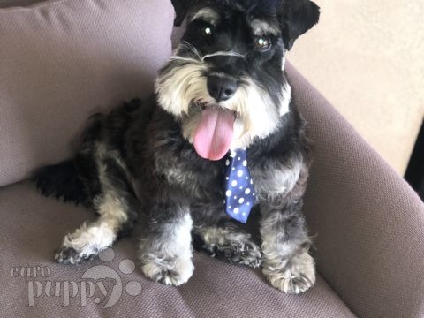 Maximo - Schnauzer Miniatura, Referencias de Euro Puppy desde Jordan