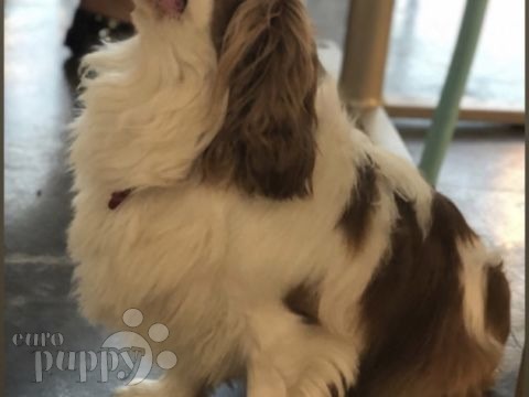 Brew - Cavalier King Charles Spaniel, Euro Puppy review from Kuwait