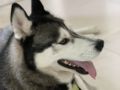 Zorro - Siberian Husky, Euro Puppy review from United Arab Emirates