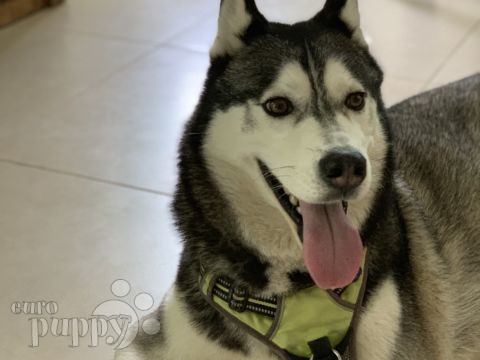 Zorro - Siberian Husky, Euro Puppy Referenzen aus United Arab Emirates