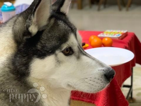 Zorro - Husky Siberiano, Euro Puppy review from United Arab Emirates