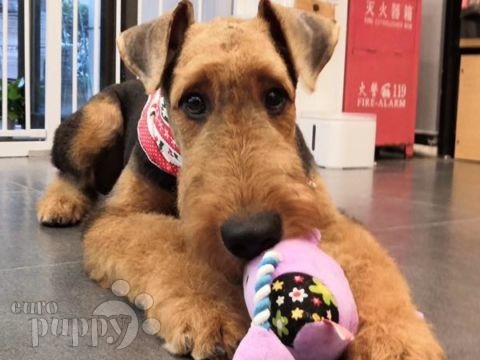 Lumi - Airedale Terrier, Euro Puppy Referenzen aus China