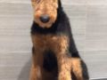 Lumi - Airedale Terrier, Euro Puppy Referenzen aus China