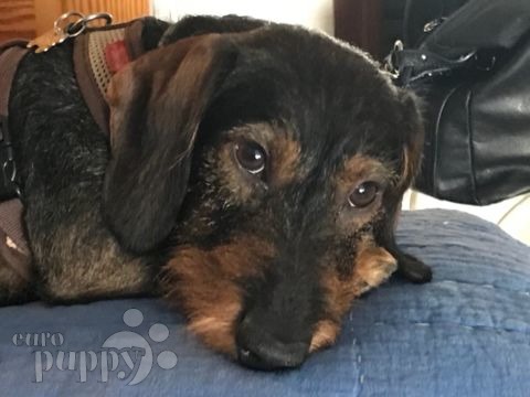 Boomer - Dachshund, Euro Puppy review from Spain