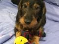 Boomer - Dackel, Euro Puppy review from Spain