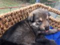 Cooper - Deutscher Schäferhund, Euro Puppy review from United States