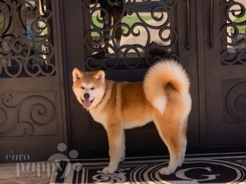 Loki - Akita Inu, Referencias de Euro Puppy desde United States