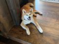 Loki - Akita Inu, Euro Puppy review from United States