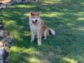 Loki - Akita Inu, Euro Puppy review from United States