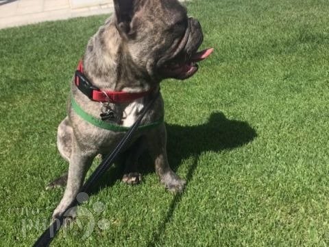 Franco - Bulldog Francés, Euro Puppy review from Qatar