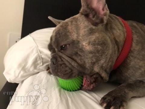 Franco - French Bulldog, Euro Puppy review from Qatar