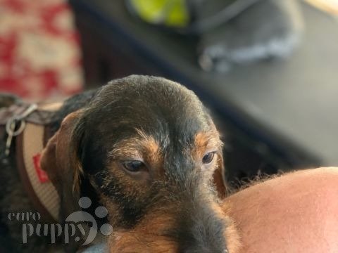 Boomer - Dachshund, Euro Puppy review from Spain