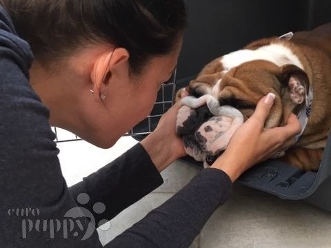 Sam - Bulldog Inglés, Euro Puppy review from United Arab Emirates