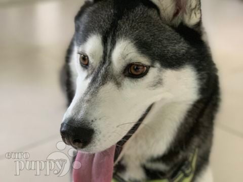 Zorro - Siberian Husky, Euro Puppy review from United Arab Emirates