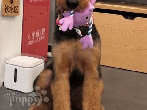 Lumi - Airedale Terrier, Euro Puppy Referenzen aus China