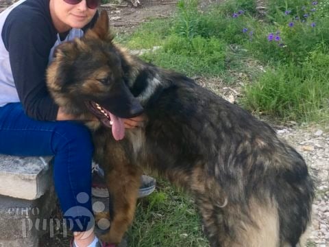 Cooper - German Shepherd Dog, Euro Puppy review from United States