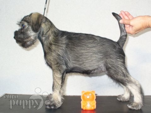 Standard Schnauzer puppy