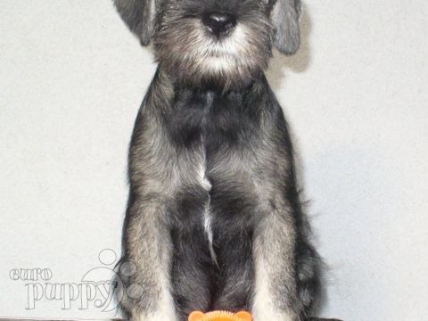Standard Schnauzer puppy for sale
