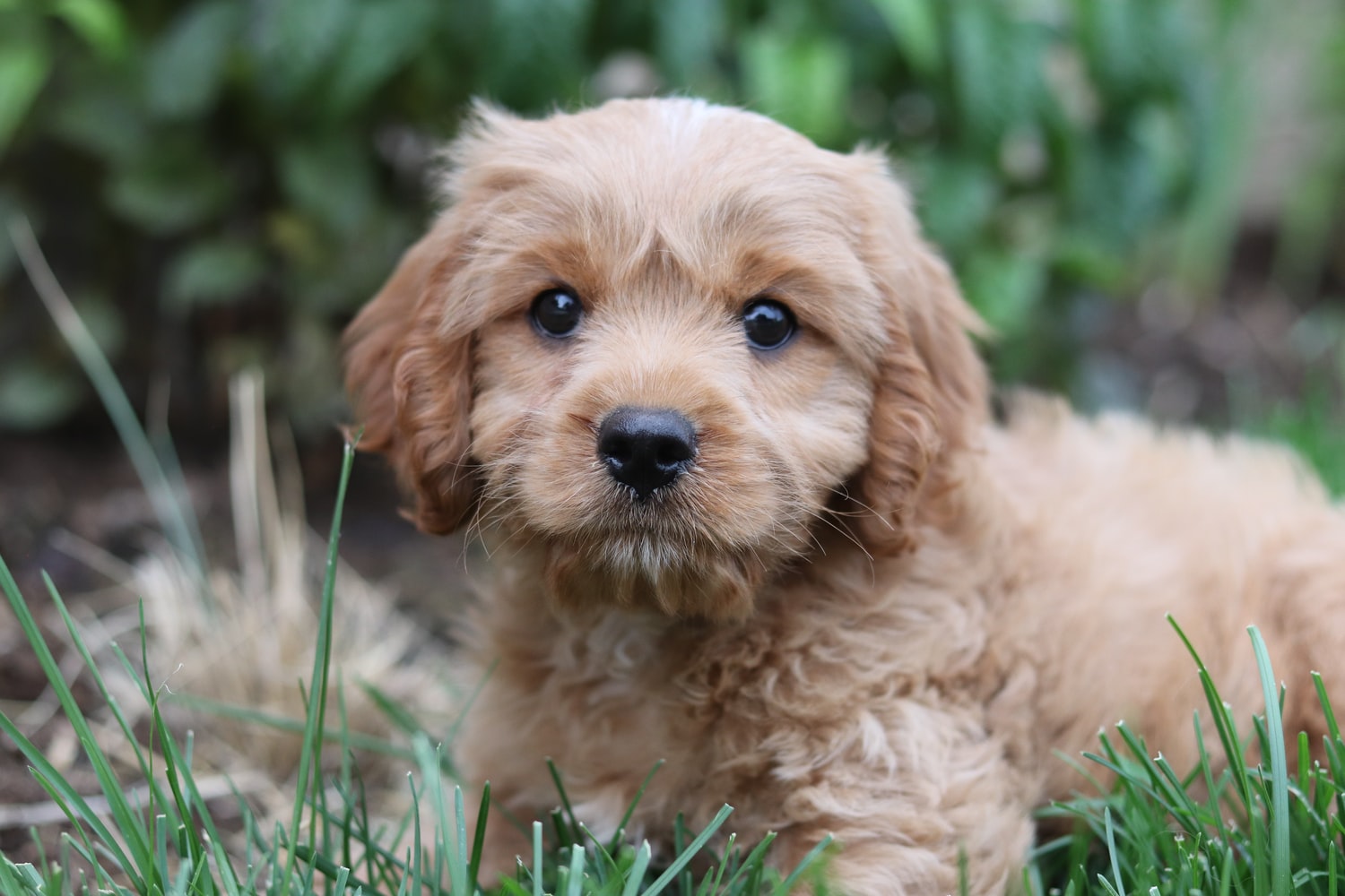 Cavapoo colors