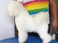 Bichon Frise puppy for sale