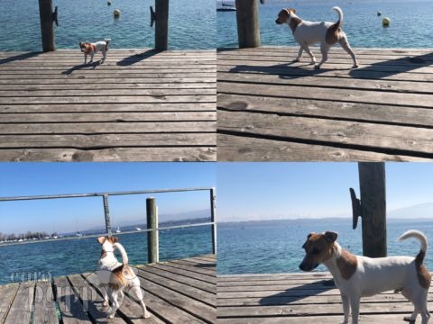 Leccare - Jack-Russell-Terrier, Euro Puppy review from Switzerland