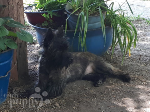 Cairn Terrier puppy for sale