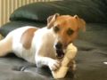 Leccare - Jack-Russell-Terrier, Euro Puppy review from Switzerland