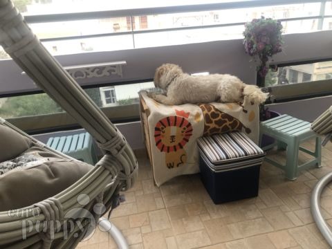 Noah - Havaneser, Euro Puppy review from Greece