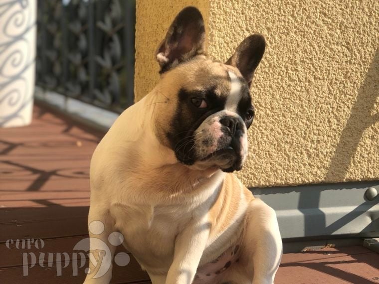 Buzzy - Bulldog Francés, Referencias de Euro Puppy desde Germany