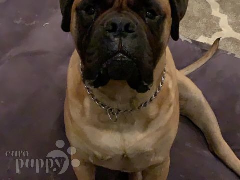 Maximus - Bullmastiff, Euro Puppy Referenzen aus United States