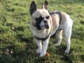 Buzzy - French Bulldog, Euro Puppy review from Germany
