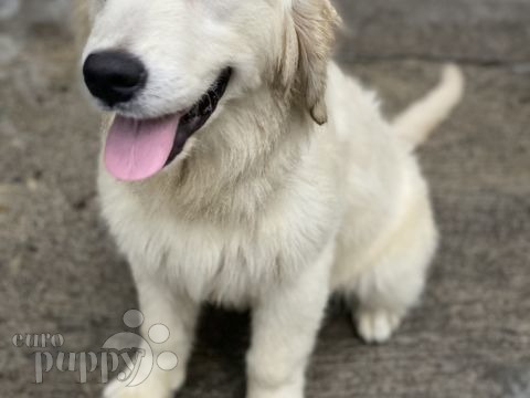 Chanel - Golden Retriever, Euro Puppy Referenzen aus Philippines