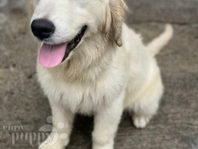 Chanel - Golden Retriever, Euro Puppy review from Philippines