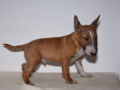 Bull Terrier Miniatura cachorro