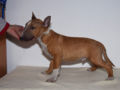 Miniature Bullterrier puppy for sale