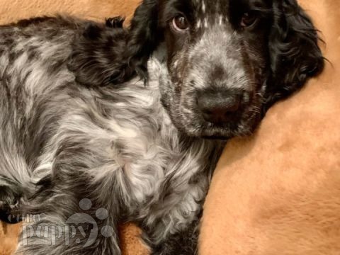 Zafir - English Cocker Spaniel, Euro Puppy review from Switzerland