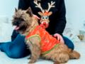 Cairn Terrier cachorro en venta