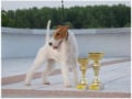 Fox Terrier puppy for sale