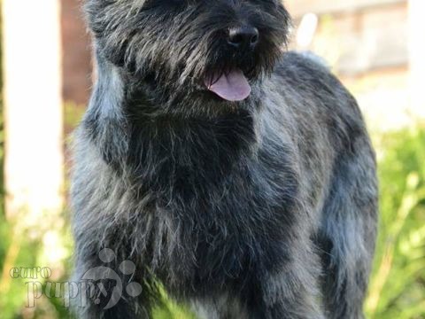 Cairn Terrier puppy for sale