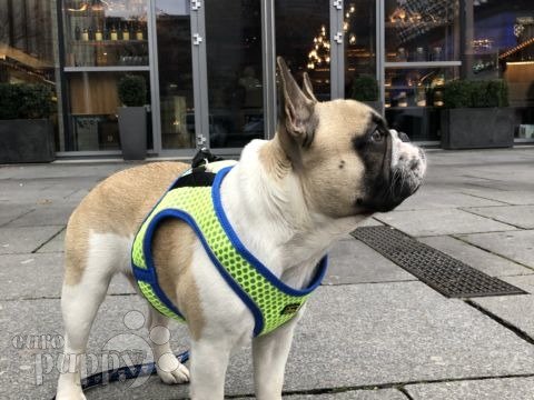 Buzzy - French Bulldog, Euro Puppy review from Germany