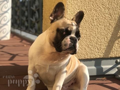 Buzzy - Französische Bulldogge, Euro Puppy Referenzen aus Germany
