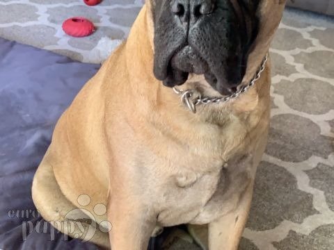 Maximus - Bullmastiff, Euro Puppy review from United States