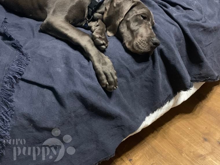 Phantom - Great Dane, Euro Puppy review from United Arab Emirates