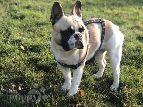 Buzzy - Bulldog Francés, Euro Puppy review from Germany