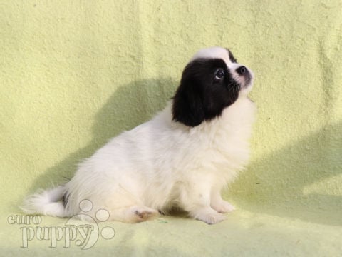Tibetan Spaniel puppy