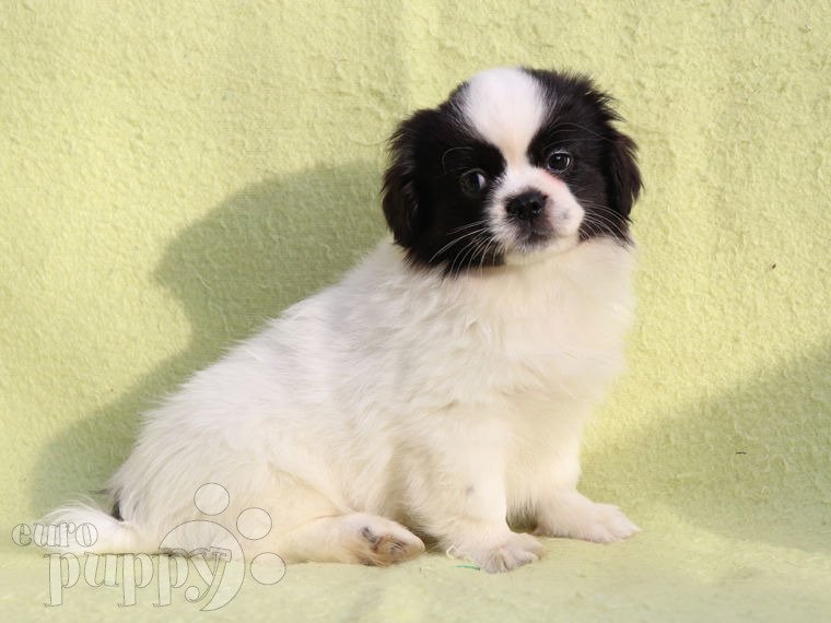 Tibetan Spaniel puppy