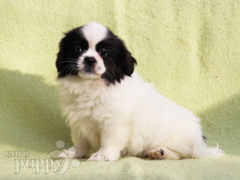 Tibetan Spaniel puppy