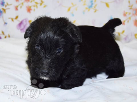 Scottish Terrier puppy for sale