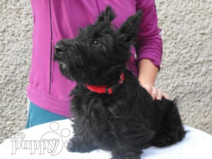 how much are scottish terrier puppies