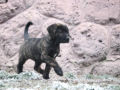 Dogo Canario puppy